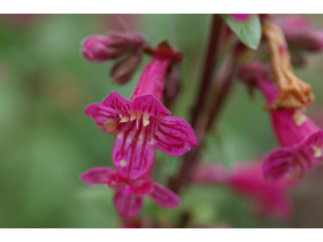 Penstemon triflorus (Hill country penstemon) #39550