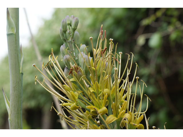 Manfreda sileri (Siler's tuberose) #39558