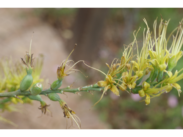 Manfreda sileri (Siler's tuberose) #39561