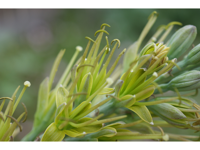 Manfreda sileri (Siler's tuberose) #39564