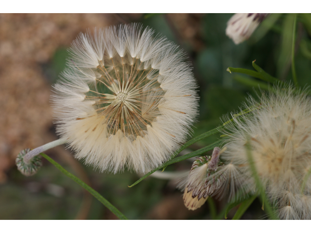 Chaptalia texana (Texas silverpuff) #39568