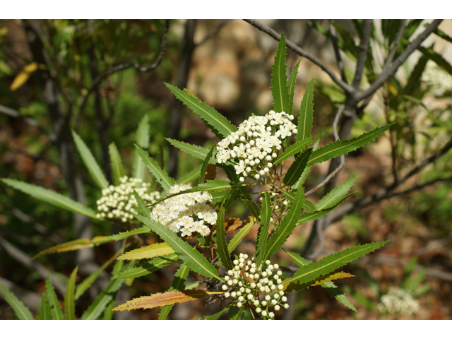 Vauquelinia corymbosa (Slimleaf rosewood) #39577