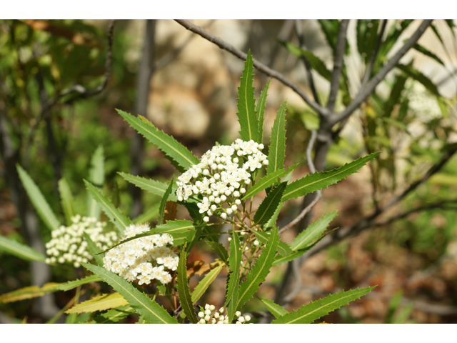 Vauquelinia corymbosa (Slimleaf rosewood) #39578