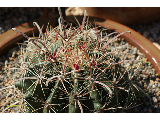 Ferocactus wislizeni (Candy barrel) #39593