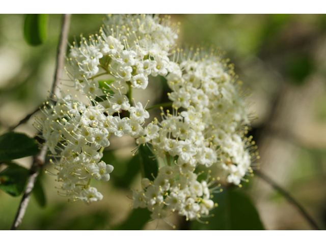 Viburnum rufidulum (Rusty blackhaw viburnum) #39594