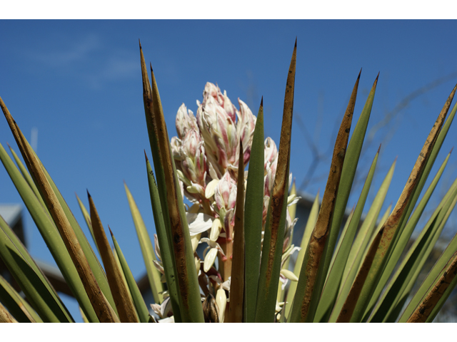 Yucca treculeana (Spanish dagger) #39611