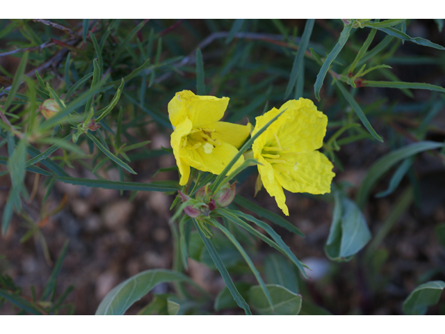 Calylophus berlandieri (Berlandier's sundrops ) #39627