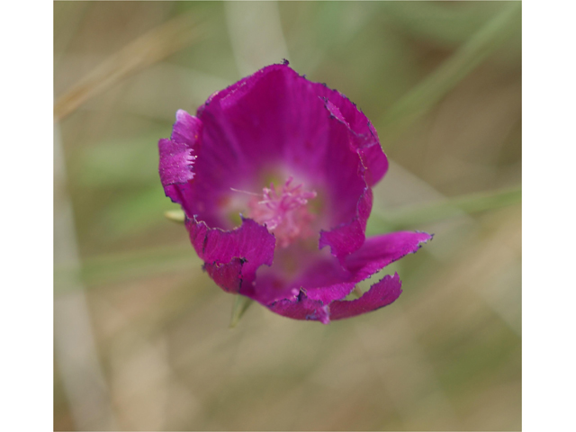 Callirhoe digitata (Winecup) #39644