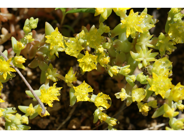 Sedum nuttallianum (Yellow stonecrop) #39690