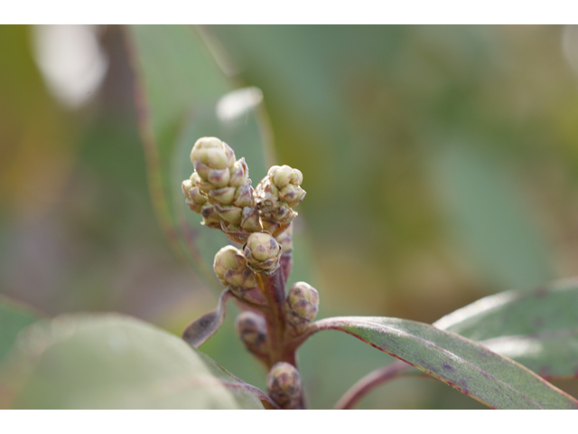 Arbutus xalapensis (Texas madrone) #39711