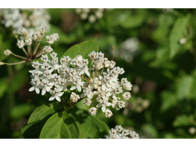 Asclepias texana (Texas milkweed) #39719