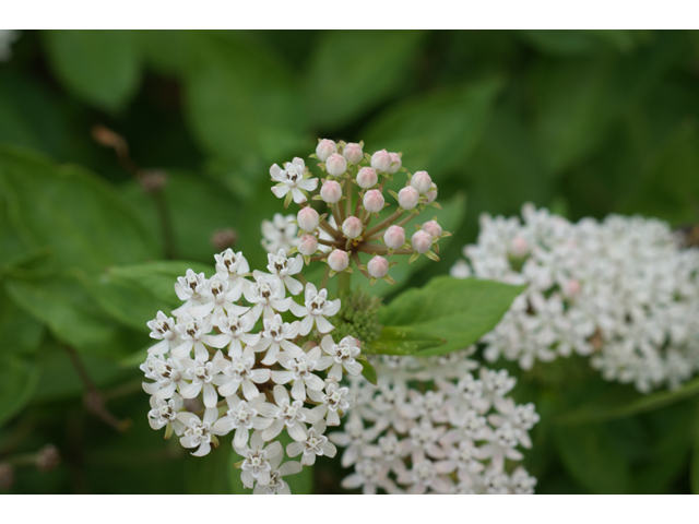 Asclepias texana (Texas milkweed) #39730