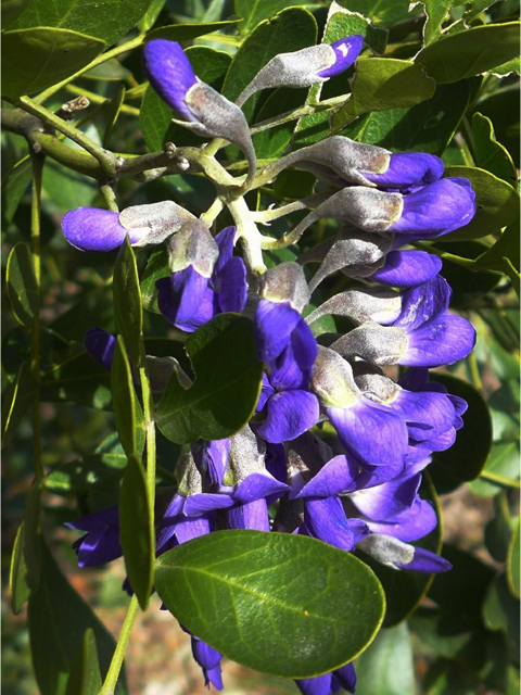 Sophora secundiflora (Texas mountain laurel) #39735