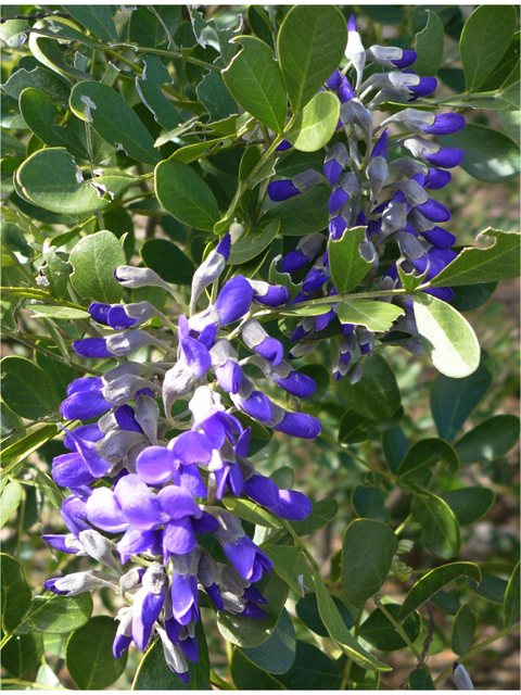 Sophora secundiflora (Texas mountain laurel) #39746