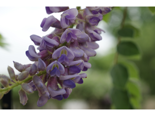 Wisteria frutescens (American wisteria) #39781