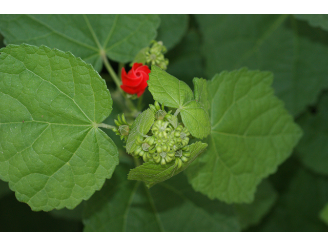 Malvaviscus arboreus var. drummondii (Turk's cap) #39826