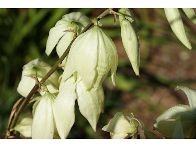 Yucca rupicola (Twistleaf yucca) #39838