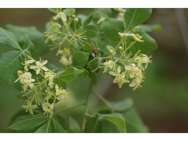 Ptelea trifoliata (Wafer ash) #39848