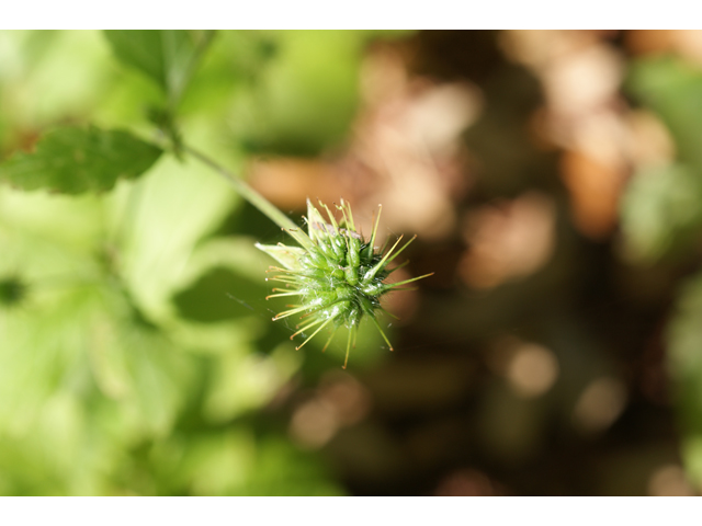 Geum canadense (White avens) #39862