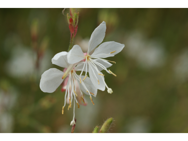 Oenothera lindheimeri (White gaura) #39888