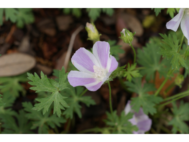 Callirhoe involucrata var. lineariloba (White poppymallow) #39910