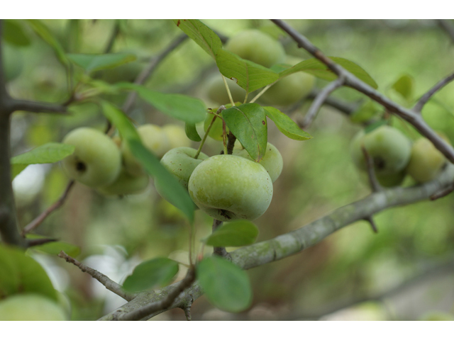 Malus ioensis var. texana (Texas crabapple) #40013