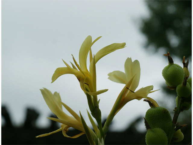 Canna glauca (Water canna) #40058