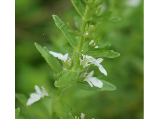 Teucrium cubense (Small coastal germander) #40072