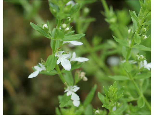 Teucrium cubense (Small coastal germander) #40073