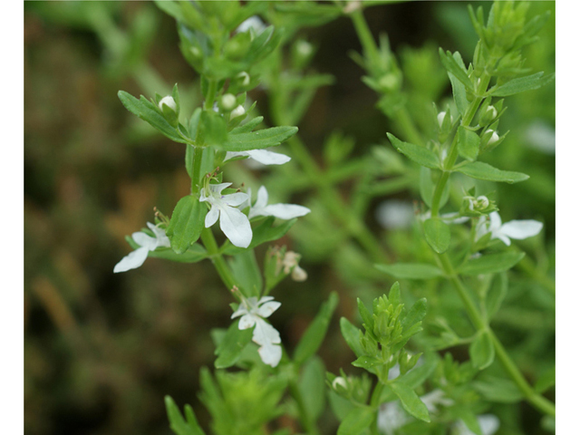 Teucrium cubense (Small coastal germander) #40074