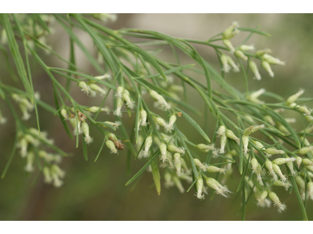 Baccharis neglecta (False willow) #40089