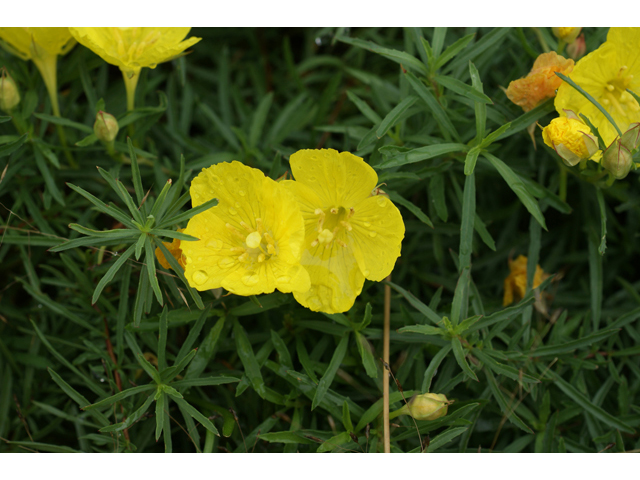 Calylophus berlandieri (Berlandier's sundrops ) #40414