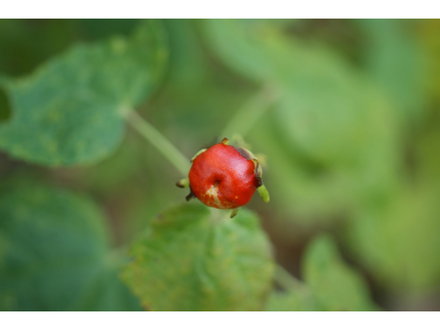 Malvaviscus arboreus var. drummondii (Turk's cap) #40424