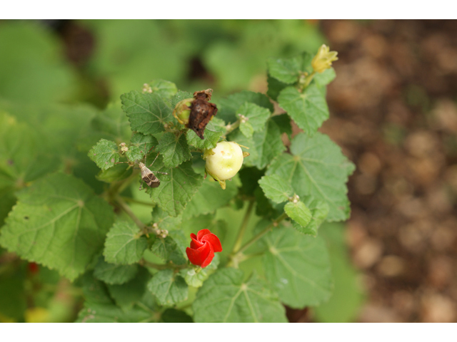 Malvaviscus arboreus var. drummondii (Turk's cap) #40430