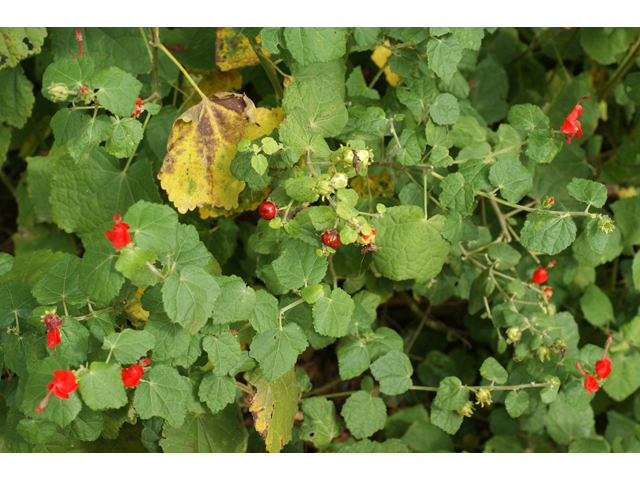 Malvaviscus arboreus var. drummondii (Turk's cap) #40443