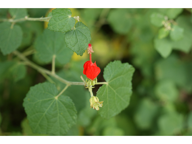 Malvaviscus arboreus var. drummondii (Turk's cap) #40449