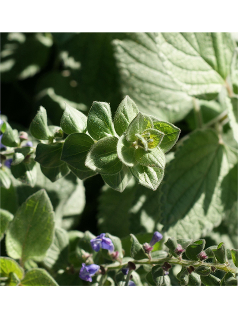 Scutellaria ovata (Heartleaf skullcap) #40475