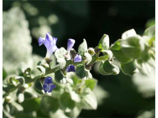 Scutellaria ovata (Heartleaf skullcap) #40477