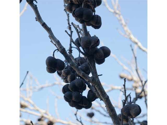 Ungnadia speciosa (Mexican buckeye) #40479