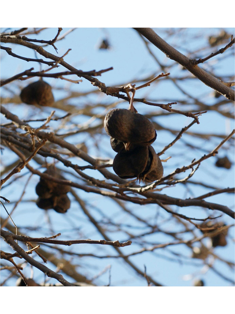 Ungnadia speciosa (Mexican buckeye) #40485