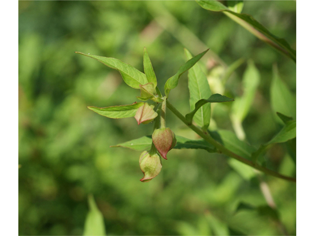 Ludwigia octovalvis (Mexican primrose-willow) #40585