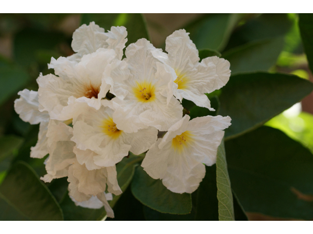 Cordia boissieri (Mexican olive) #40605