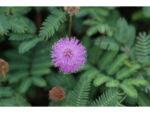 Mimosa roemeriana (Roemer's mimosa) #40628