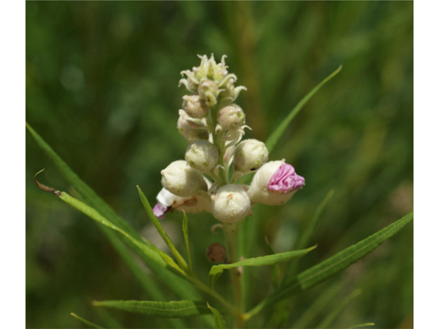 Chilopsis linearis (Desert willow) #40902