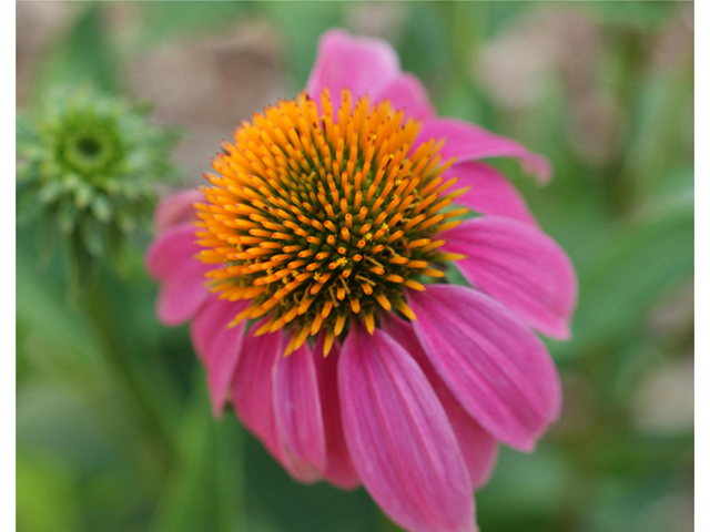 Echinacea purpurea (Eastern purple coneflower) #40906