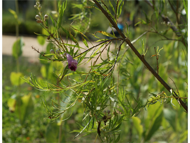 Chilopsis linearis (Desert willow) #40908