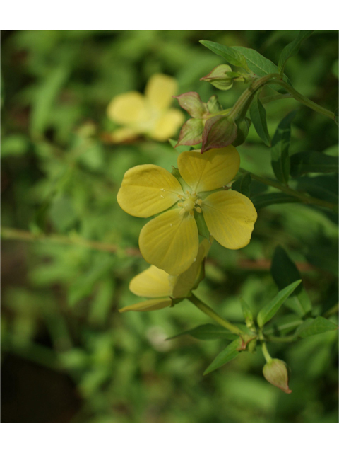 Ludwigia octovalvis (Mexican primrose-willow) #40912