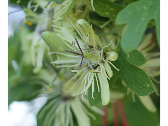 Passiflora affinis (Bracted passionflower) #40938