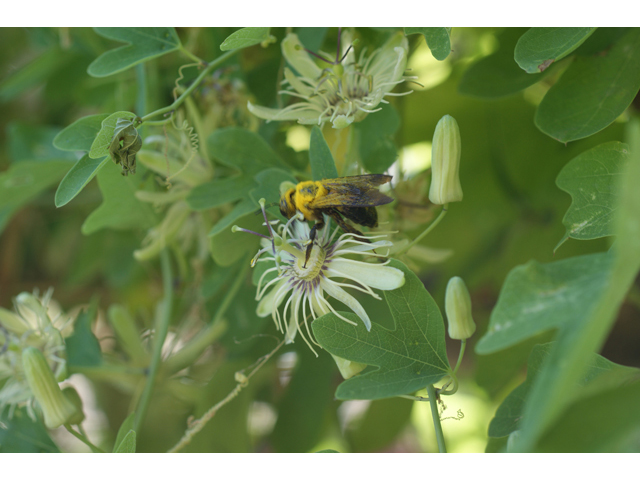 Passiflora affinis (Bracted passionflower) #40953