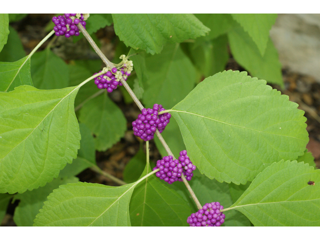 Callicarpa americana (American beautyberry ) #40963